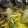 Ukcheese90