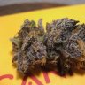 kushjunkie