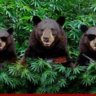 tdibear