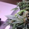 pufthemagiqpurp