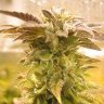 Frosty_Love