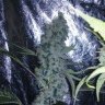 tahoe og 510