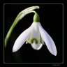 snowdrop