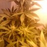 superogkush