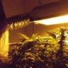 209 Closet grower