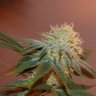 ganjherbsmoke