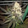 KushCo