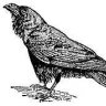 Raven