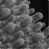 Collembola