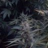 HashWreck