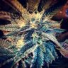 coloradro