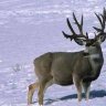 bigbucks