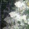 greengiant42