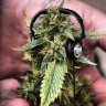 ashingkush420