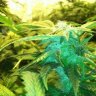 DrGreenLeaf