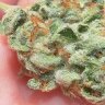 FatZip818OG