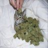 Meowzor