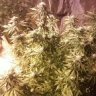 cookiegrower2012