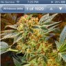 Kushlvr