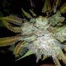 LuvBuds