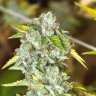Professor OG