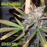 BasementBreeder