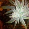 HigherLiving