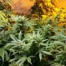 BlazeAllDay