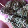 CannaTech