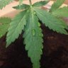Mrgrow