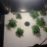 glasgrower