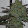Oregon Grown