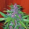 mjj9