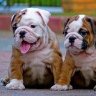 2doggardens