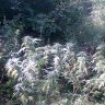 Beastgrow