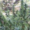 green217
