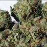 Kushgod024