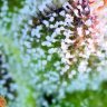 Holyherb