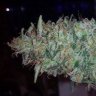 Smokin Joe