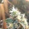 ganjagreen13