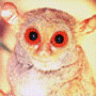 IGrowIndica