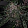 Cjgrow