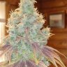 LuvBuds erby