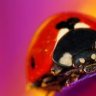 LadybugGrrl