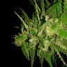 FLAgrown
