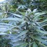 TheRealHash