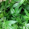 DBGenetics