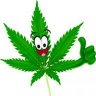 FloridaWeed