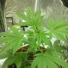 Budmaster1