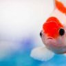 ponyo